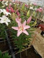 [4323 Sheila TLS VZ No01.JPG]